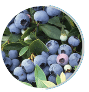 Bilberry extract