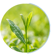 Green tea extract