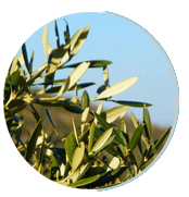 Olive leaf